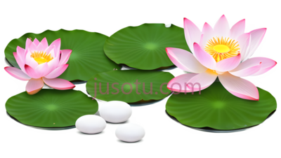 莲花,荷叶,卡通,粉色,绿色,白色, PNG